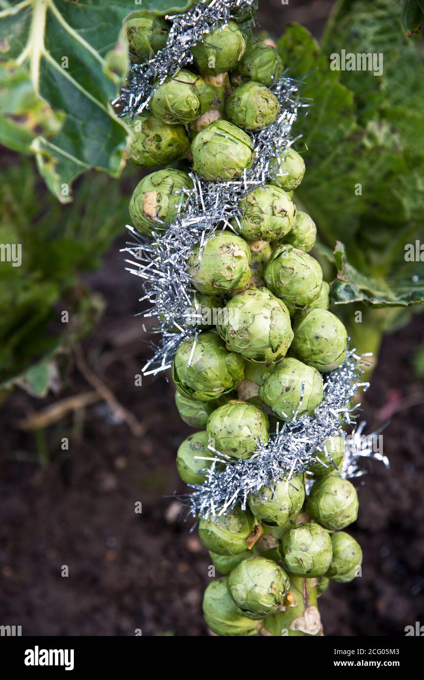 Navidad brussel brotes de piel en plata Foto de stock