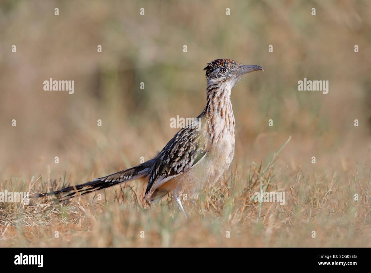 Gran Roadrunner (Goccyx californianus), Texas del Sur, EE.UU Foto de stock