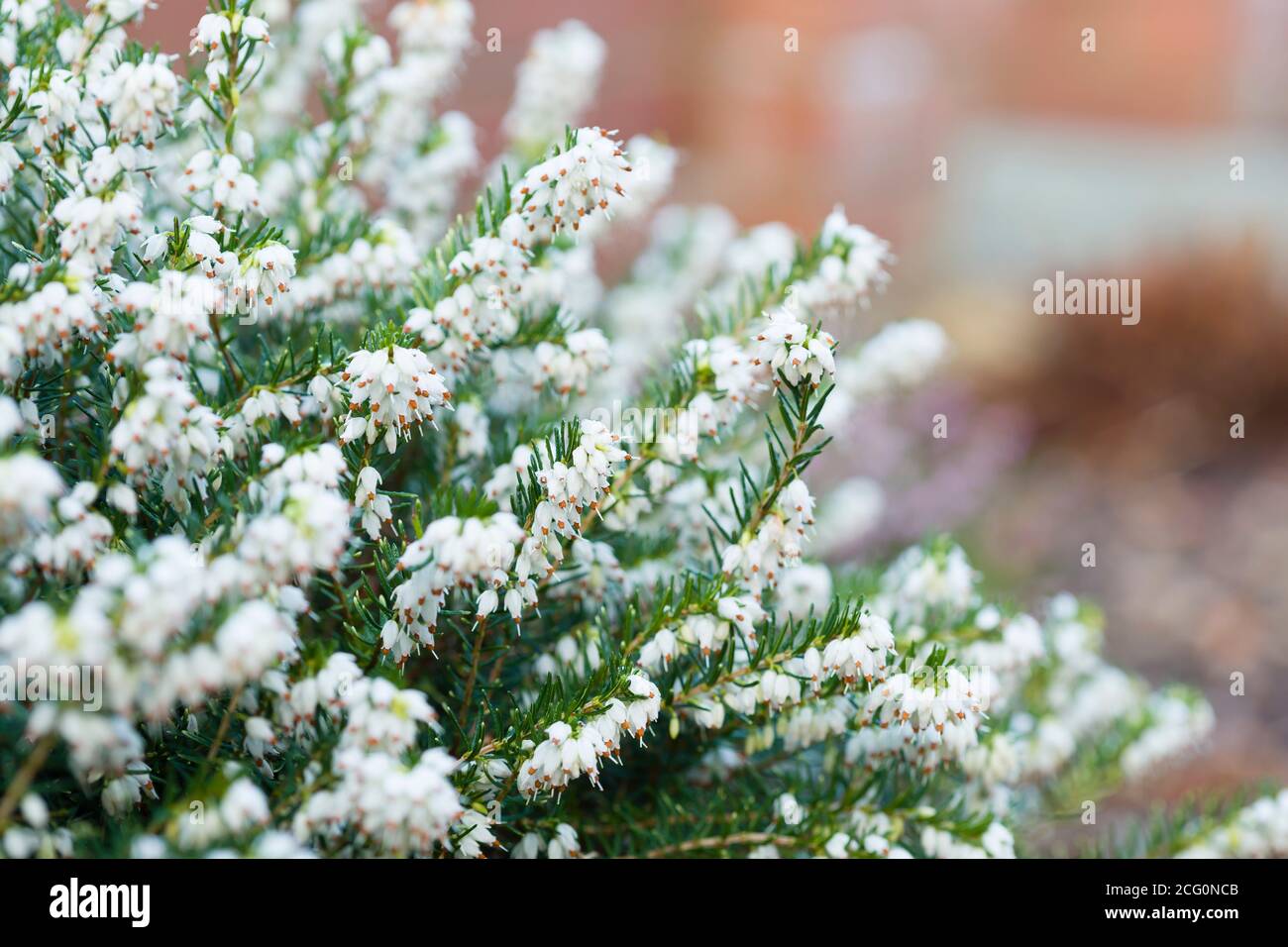 Invierno planta de brezo closeup, White Perfection, erica x darleyenis en una frontera del jardín, Reino Unido Foto de stock