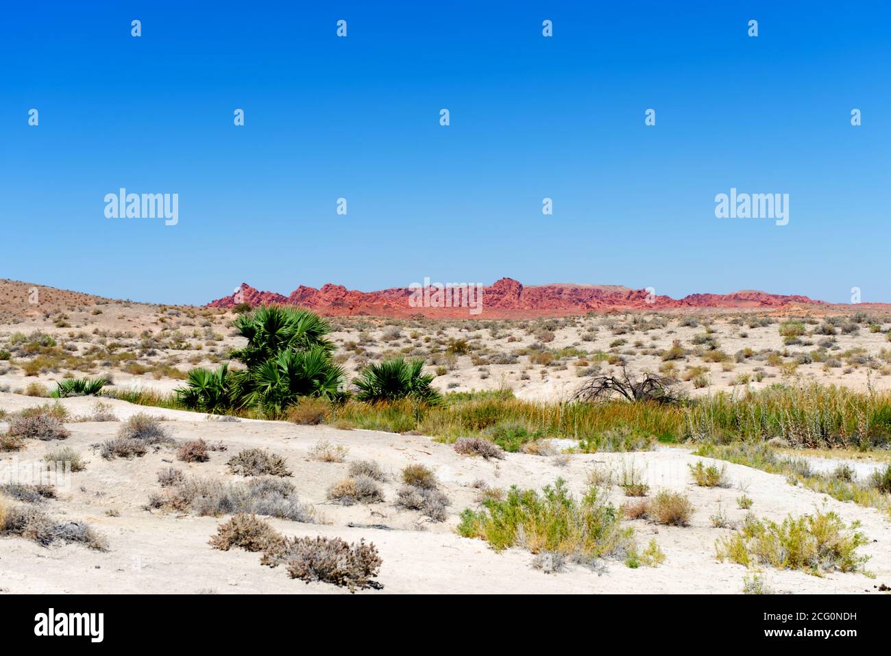 Valle de Fuego, Desierto este de las Vegas, Parque Nacional Nevada, EE.UU.,  Orcre Color y vegetación Verde Fotografía de stock - Alamy