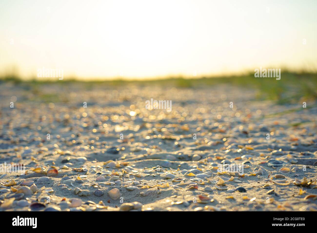 pequeñas conchas marinas están jugando en la arena cerca del mar, iluminadas por los rayos del sol de la noche Foto de stock