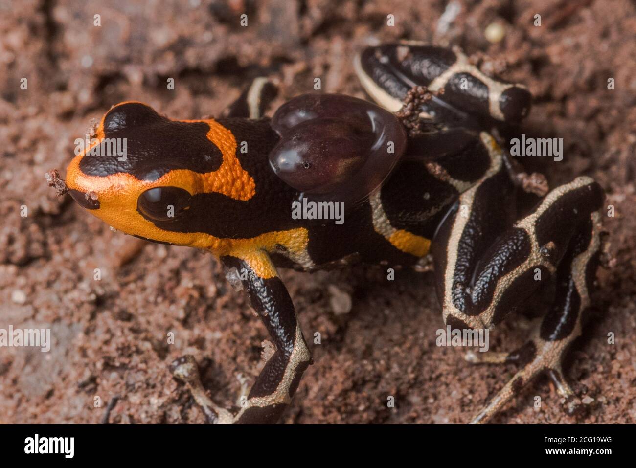 Una tóxica rana de dardo con cabeza roja venenosa (Ranitomeya fantastica) lleva su par de tadpolos en su espalda. En la selva del Perú. Foto de stock