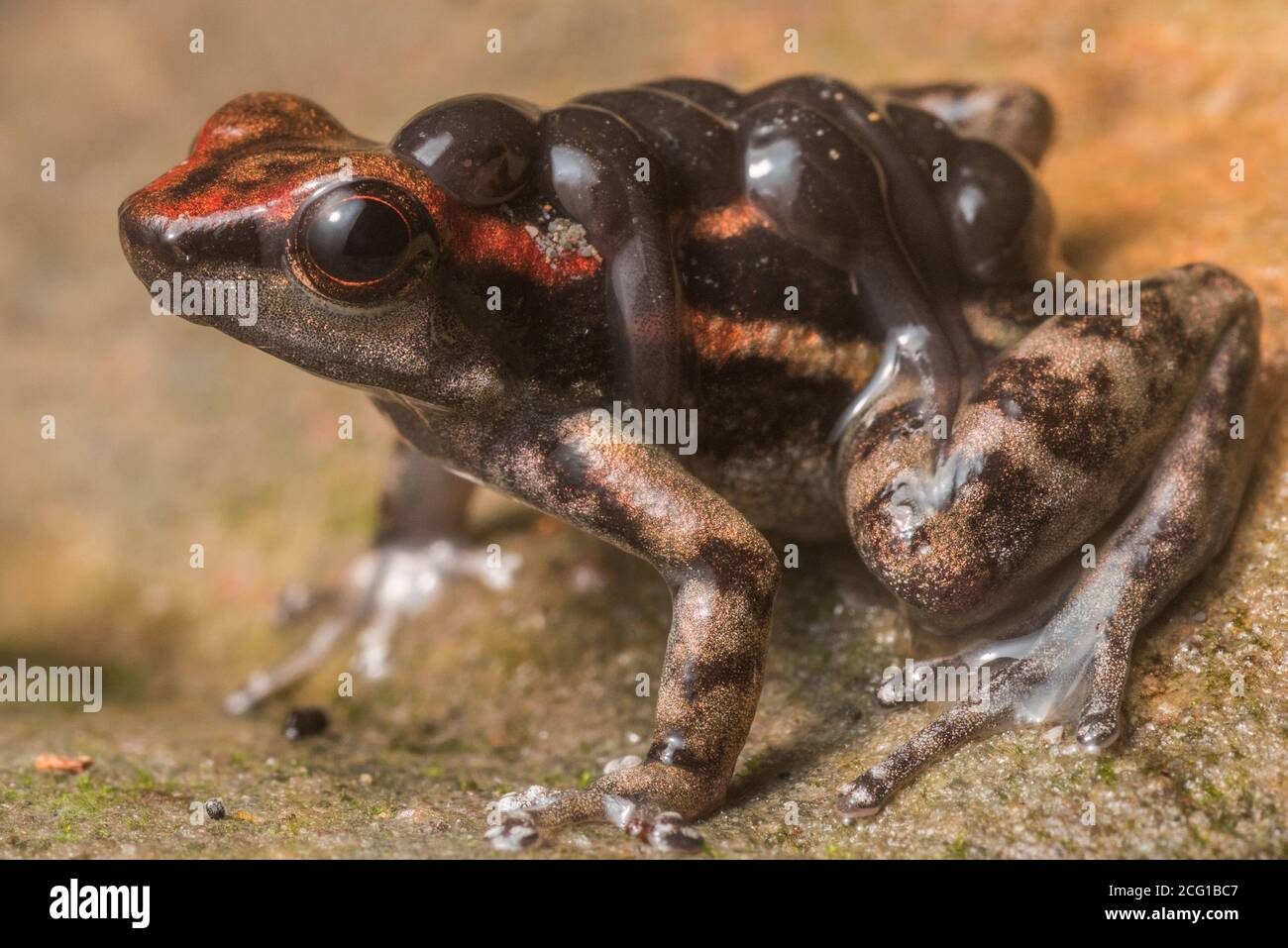 Una rana de cohetes los Tayos (Hyloxalus nexipus) una especie de rana de dardo venenoso lleva sus renacuajos en la espalda. Foto de stock