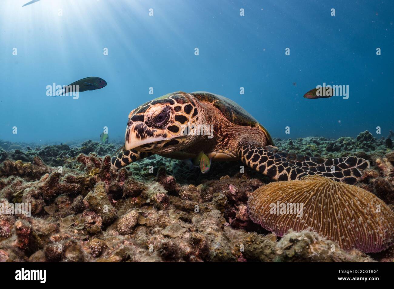 Tortuga carey bajo el agua en el buceo de arrecife Foto de stock