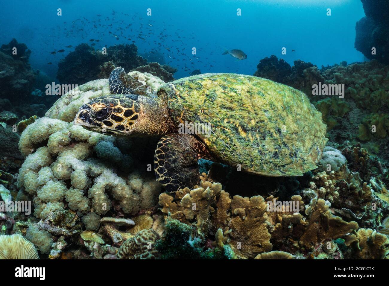 Tortuga carey buceo submarino Foto de stock