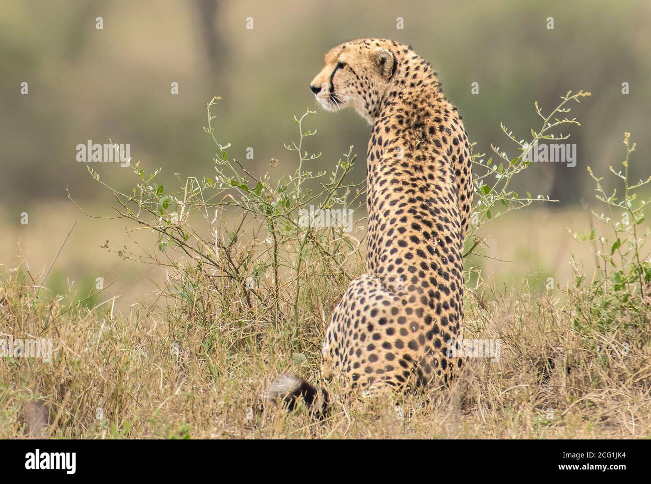 Guepardo salvaje en la Reserva Maasai Mara durante la gran migración en África. Foto de stock