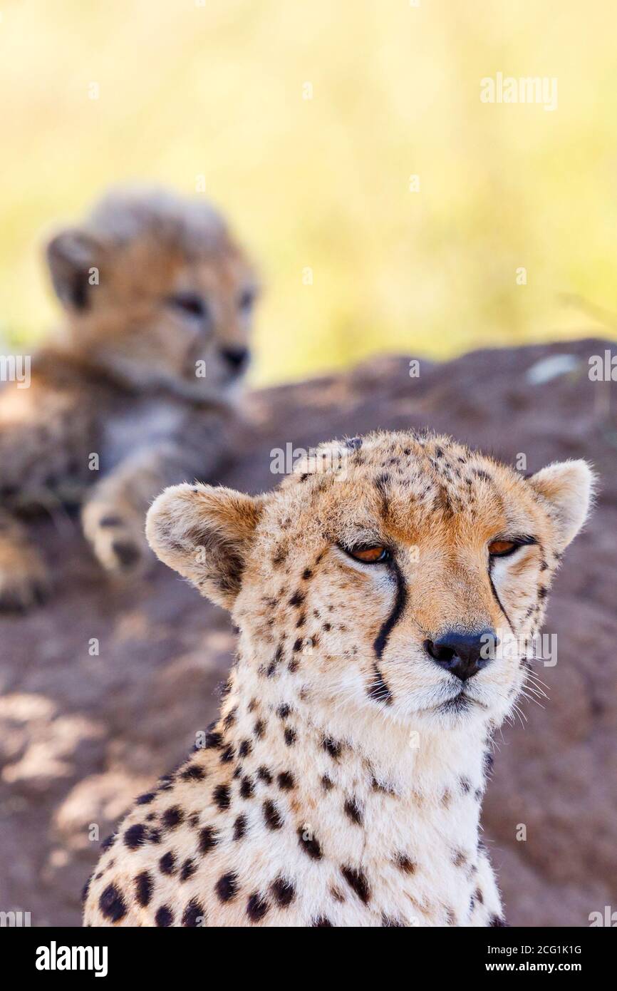 La madre de Cheetah con un cachorro descansa a la sombra Foto de stock