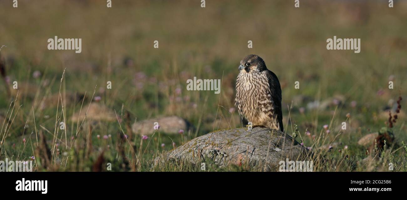 Joven halcón peregrino (Falco peregrinus) descansando sobre roca Foto de stock