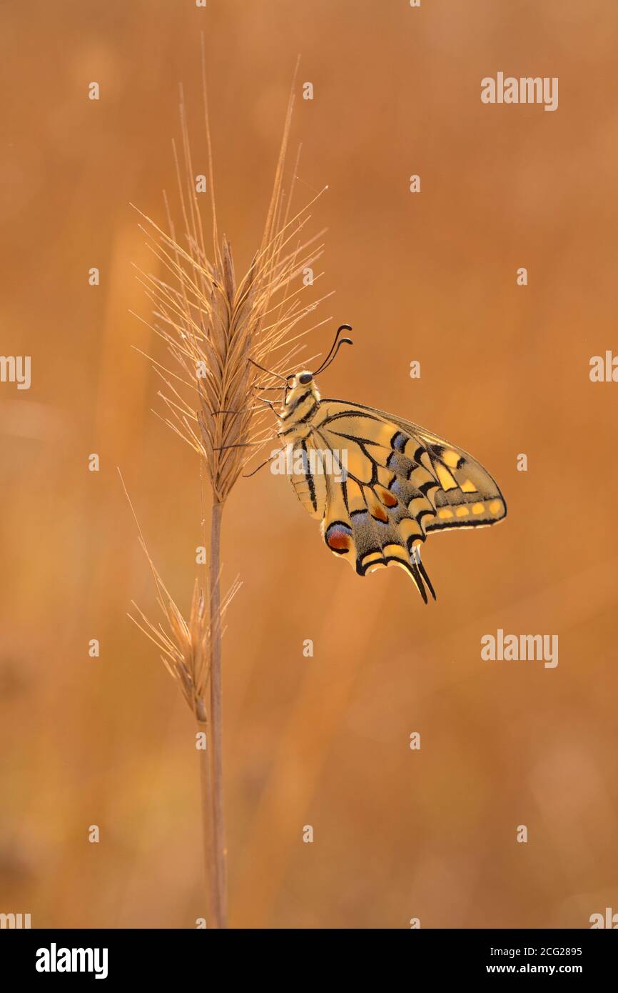 Old World Swallowtail (Papilio machaon) AKA Mariposa común amarilla en una flor. Esta especie, es nativa de Europa y Asia. Fotografiado Foto de stock