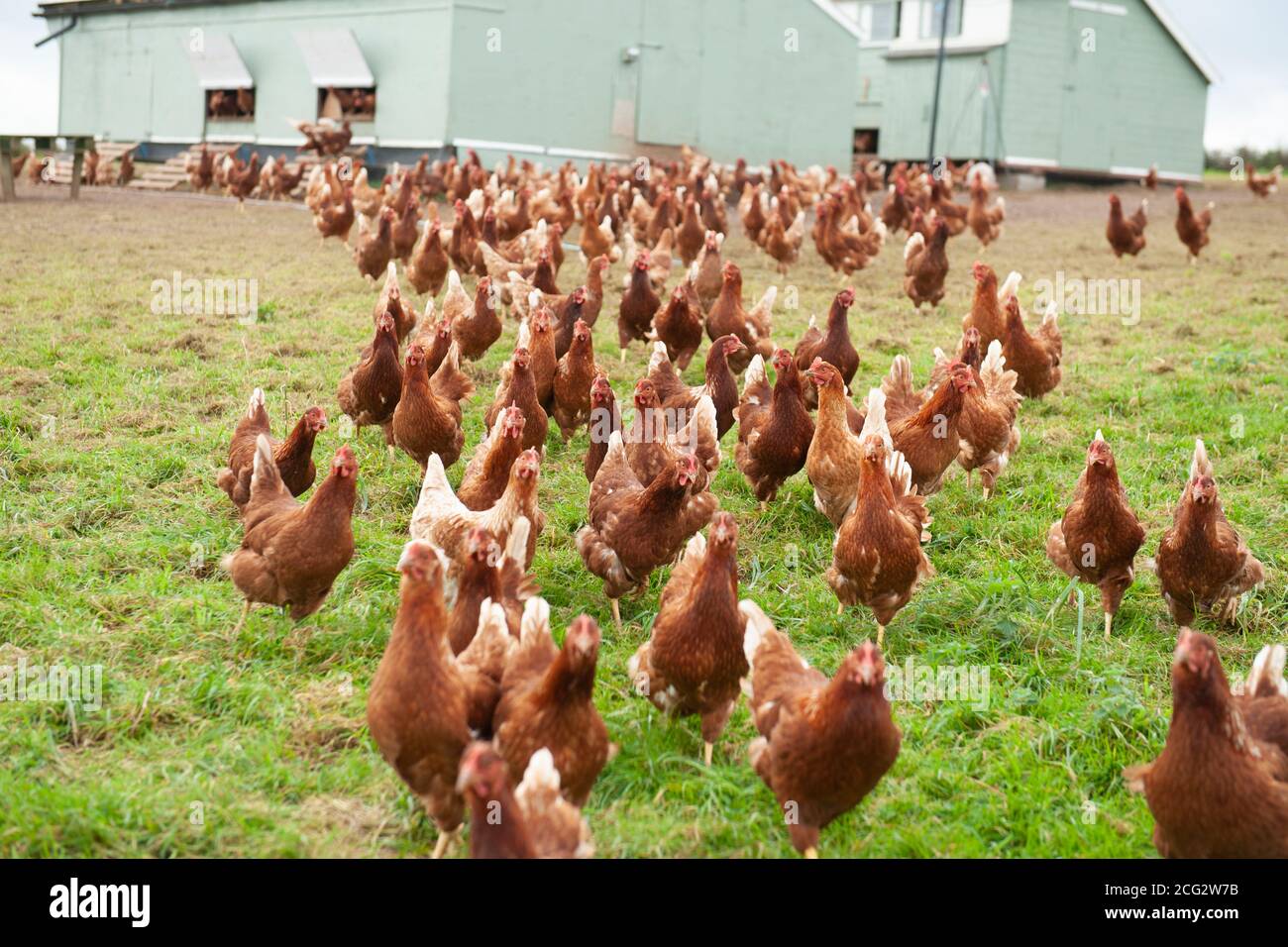 granja de aves de corral orgánicas de gama libre comercial Foto de stock