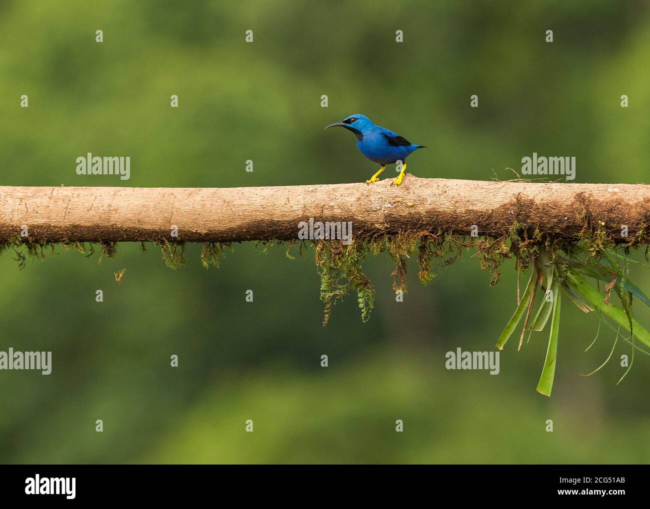 Macho brillante miel superlenta - Costa Rica Foto de stock