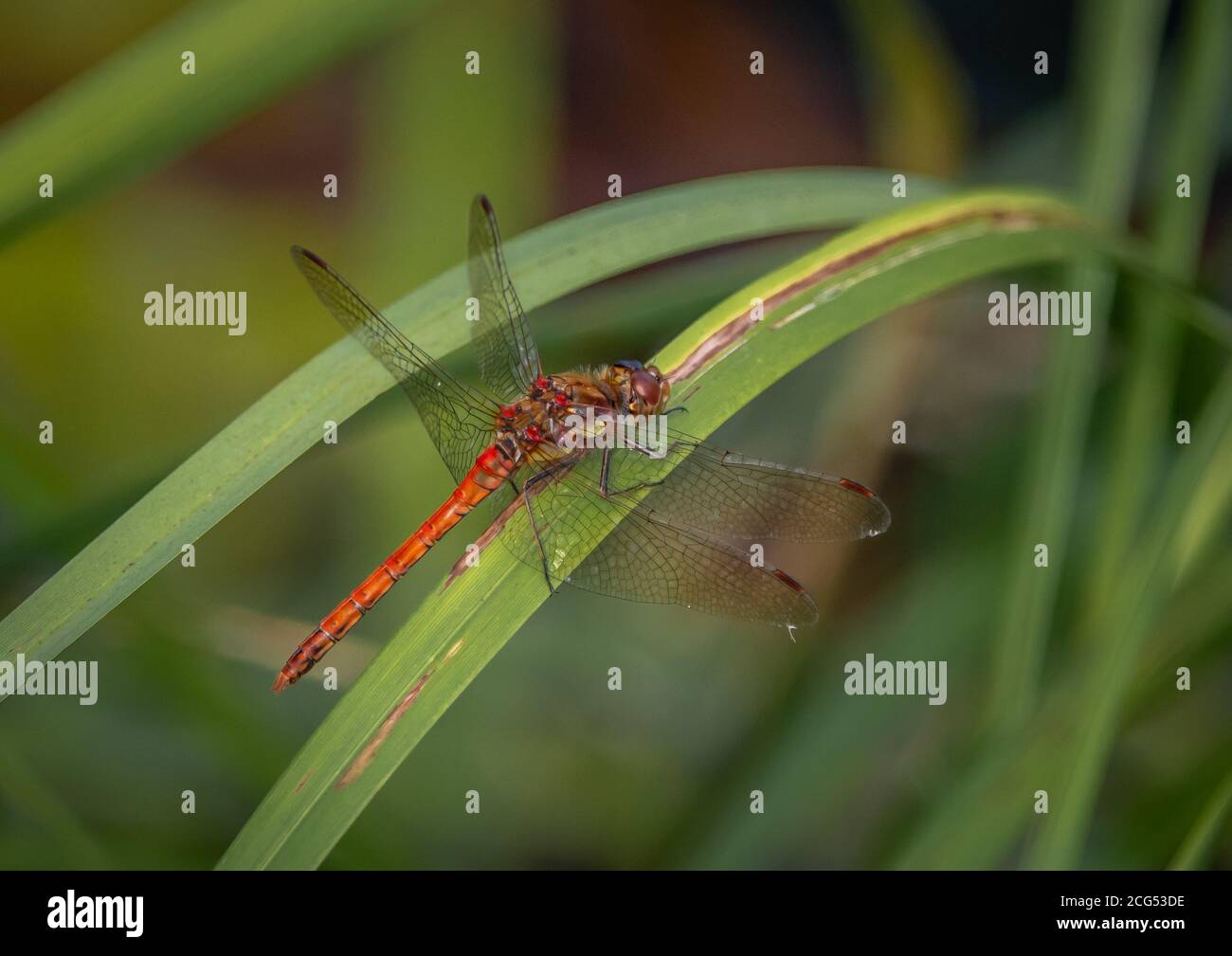 El Darter común es una libélula roja de cuerpo estrecho que se puede ver durante el verano y el otoño. Foto de stock