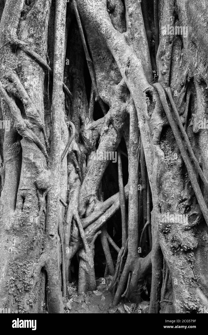 Árbol viejo anudado en el bosque nuboso de Monteverde - Costa Rica Foto de stock