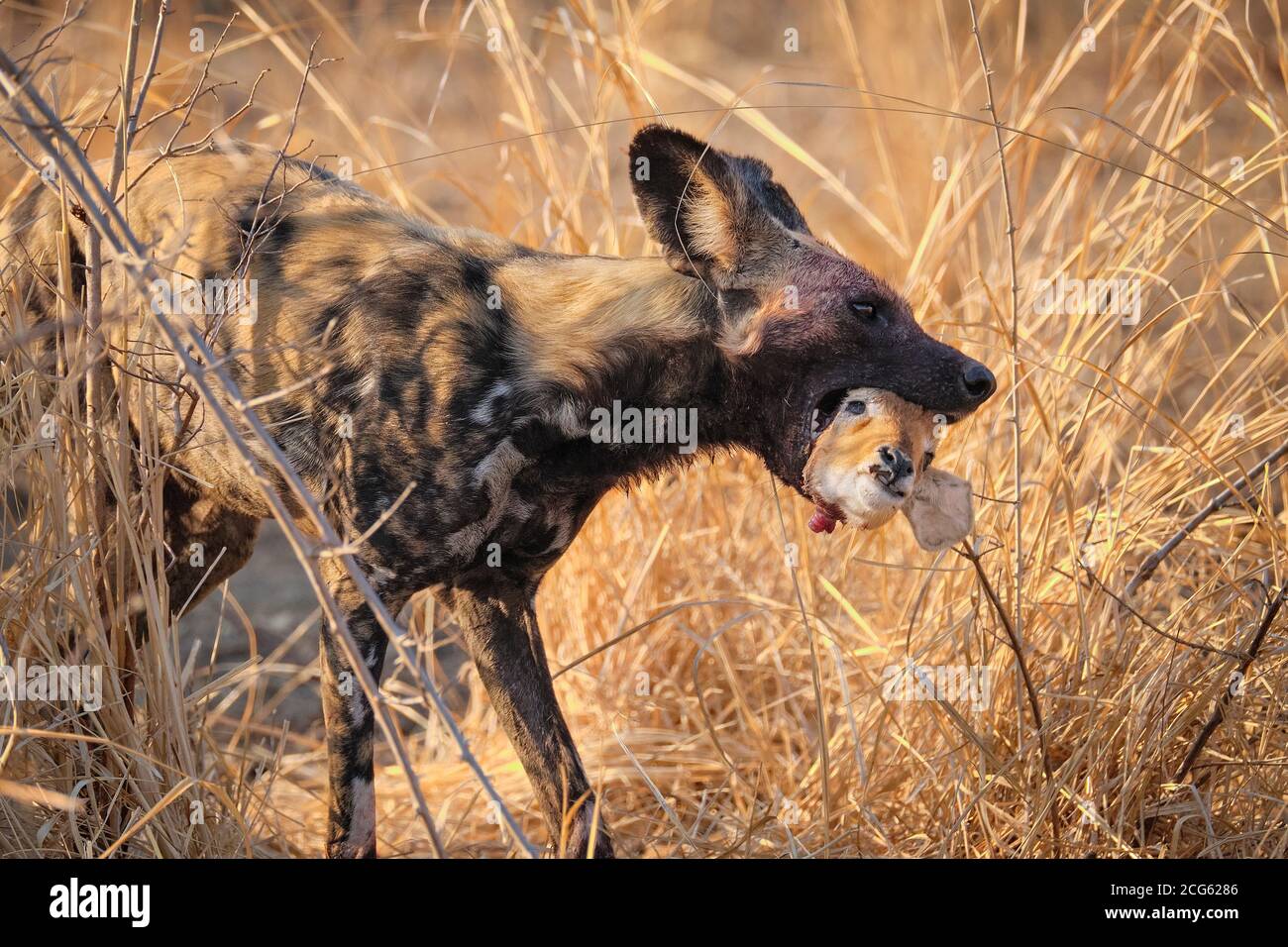 El perro salvaje africano, Lycaon pictus, tiene una cabeza de Impala en su boca. Una especie en peligro de extinción en el Parque Nacional de Luangwa del Sur, Zambia, África. Foto de stock