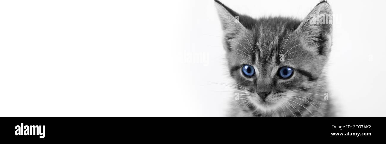 Doméstico Tabby Kitten closeup con ojos azules / blanco y negro Foto de stock