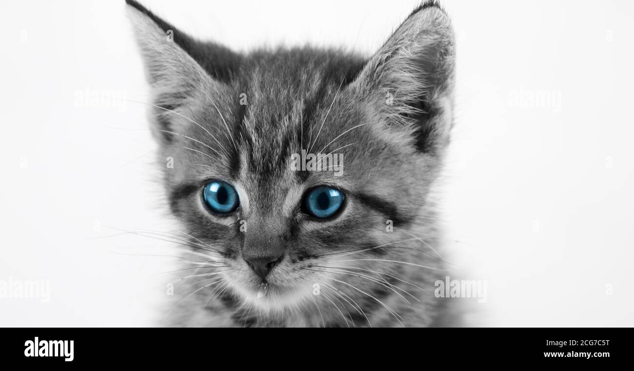 Doméstico Tabby Kitten closeup con ojos azules / blanco y negro Foto de stock