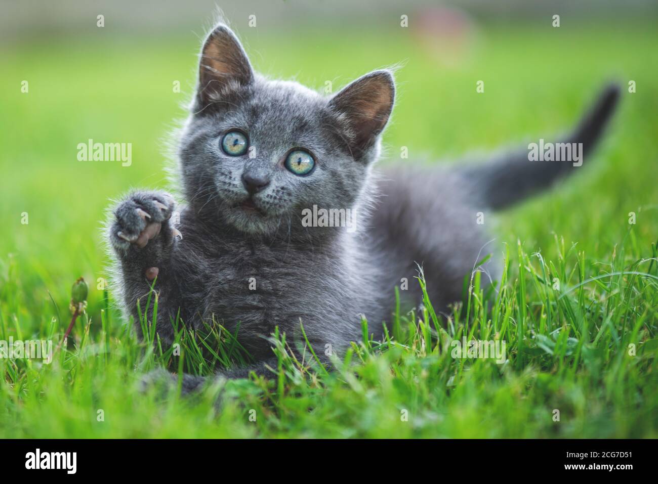 Adorable pequeño gatito en la hierba del jardín. Gato azul británico. Foto de stock
