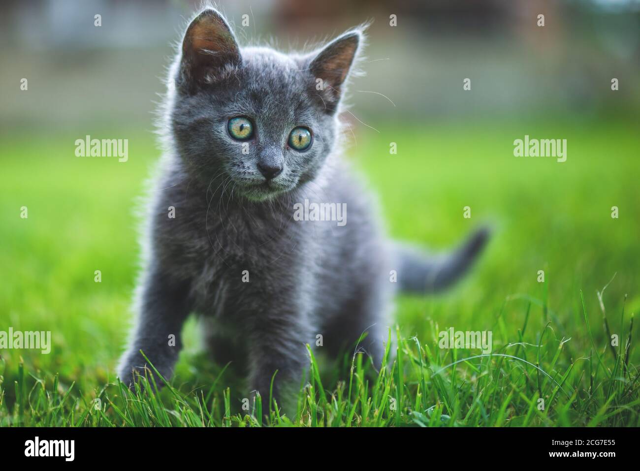 Gato azul ruso. Un pequeño gatito de pedigrí gris de ojos verdes se sienta  en la hierba verde Fotografía de stock - Alamy