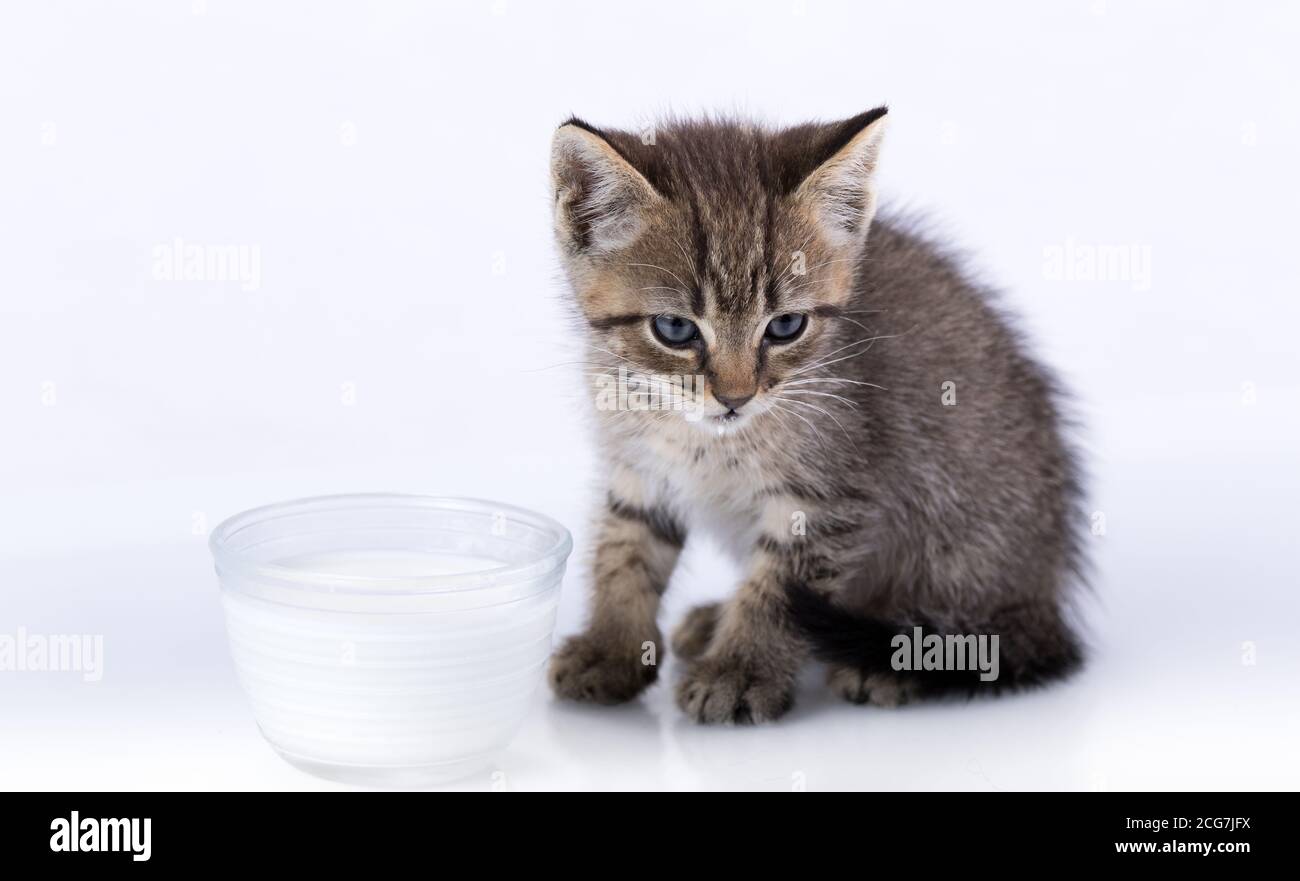 Doméstico Tabby Kitten sentado en una superficie reflectante aislado leche blanca para beber Foto de stock