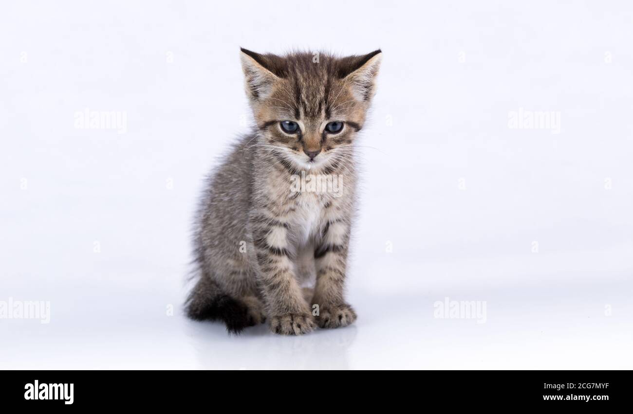 Doméstico Tabby Kitten sentado en una superficie reflectante aislado blanco Foto de stock