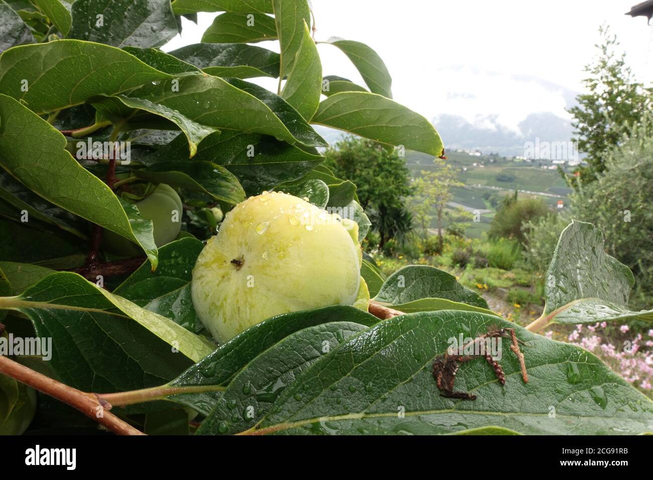 Quitte (Cydonia oblonga) - Frucht am Baum, Schenna, Südtirol, Italien Foto de stock