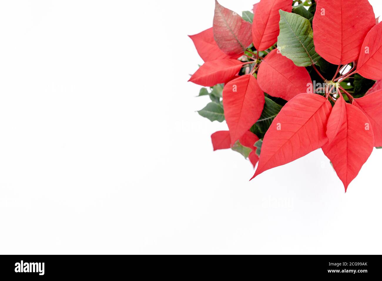 La flor roja de la flor de la Navidad, de cerca. Flor aislada sobre fondo blanco Foto de stock