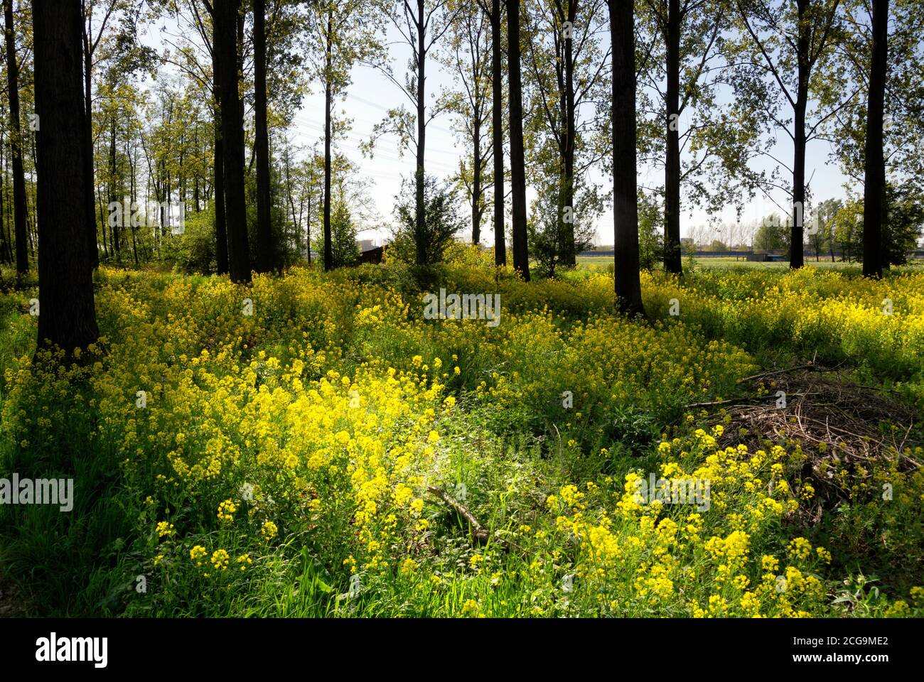 Rapeseed en los Alblasserbos Foto de stock