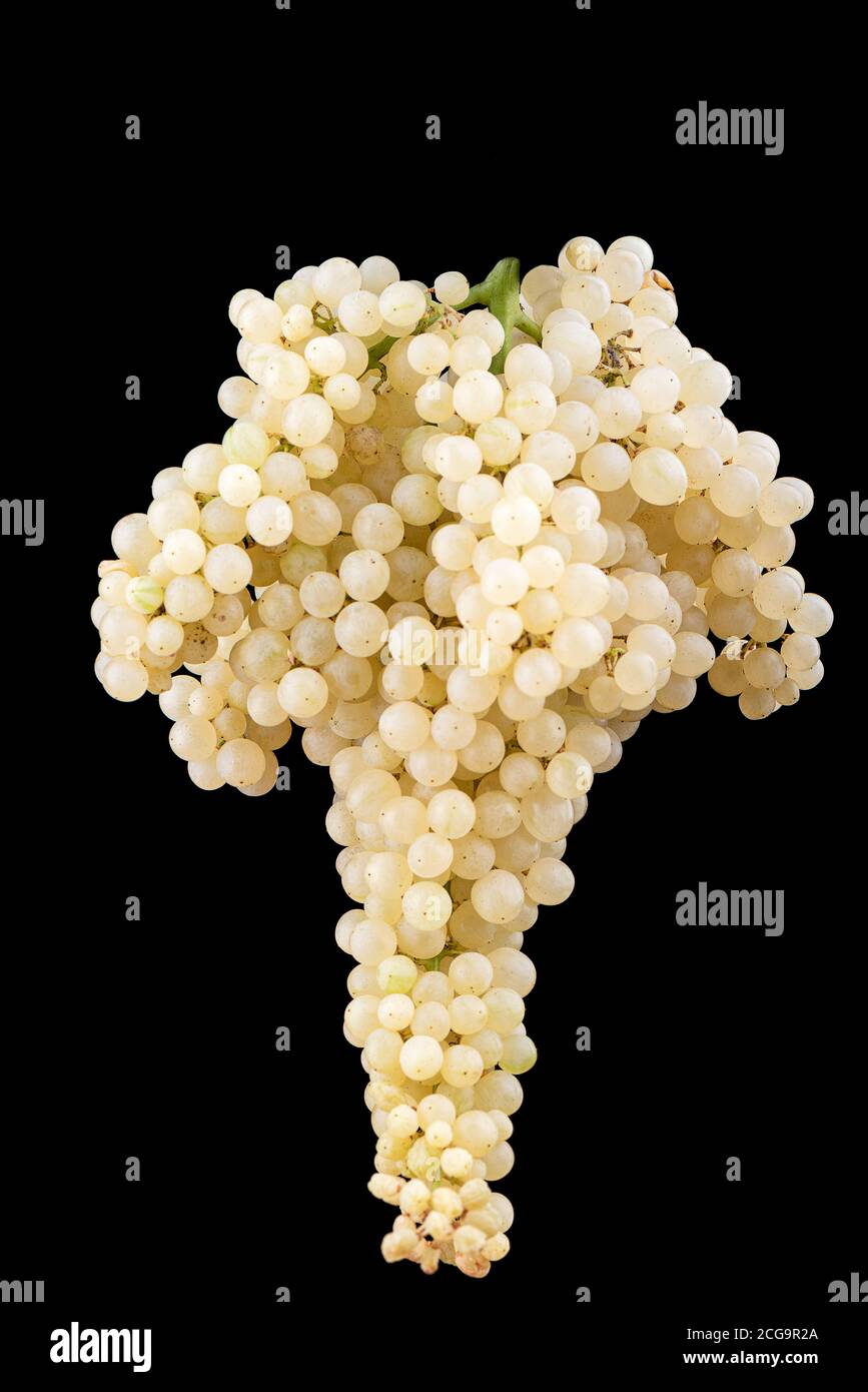 Racimo de uvas blancas aisladas sobre fondo negro. Foto de stock