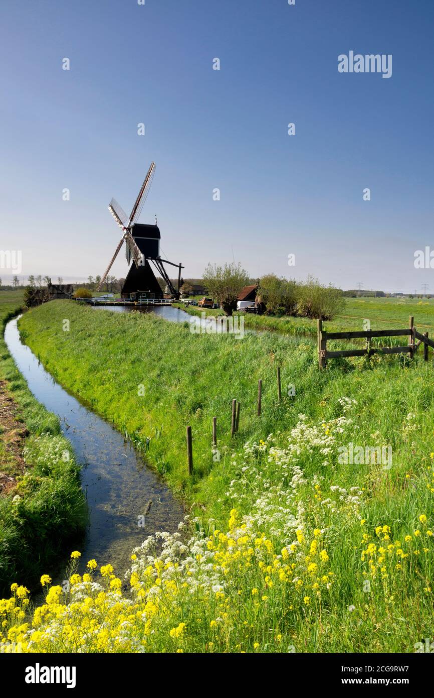 El molino de viento Wingerdse cerca de la aldea holandesa Bleskensgraaf en primavera Foto de stock
