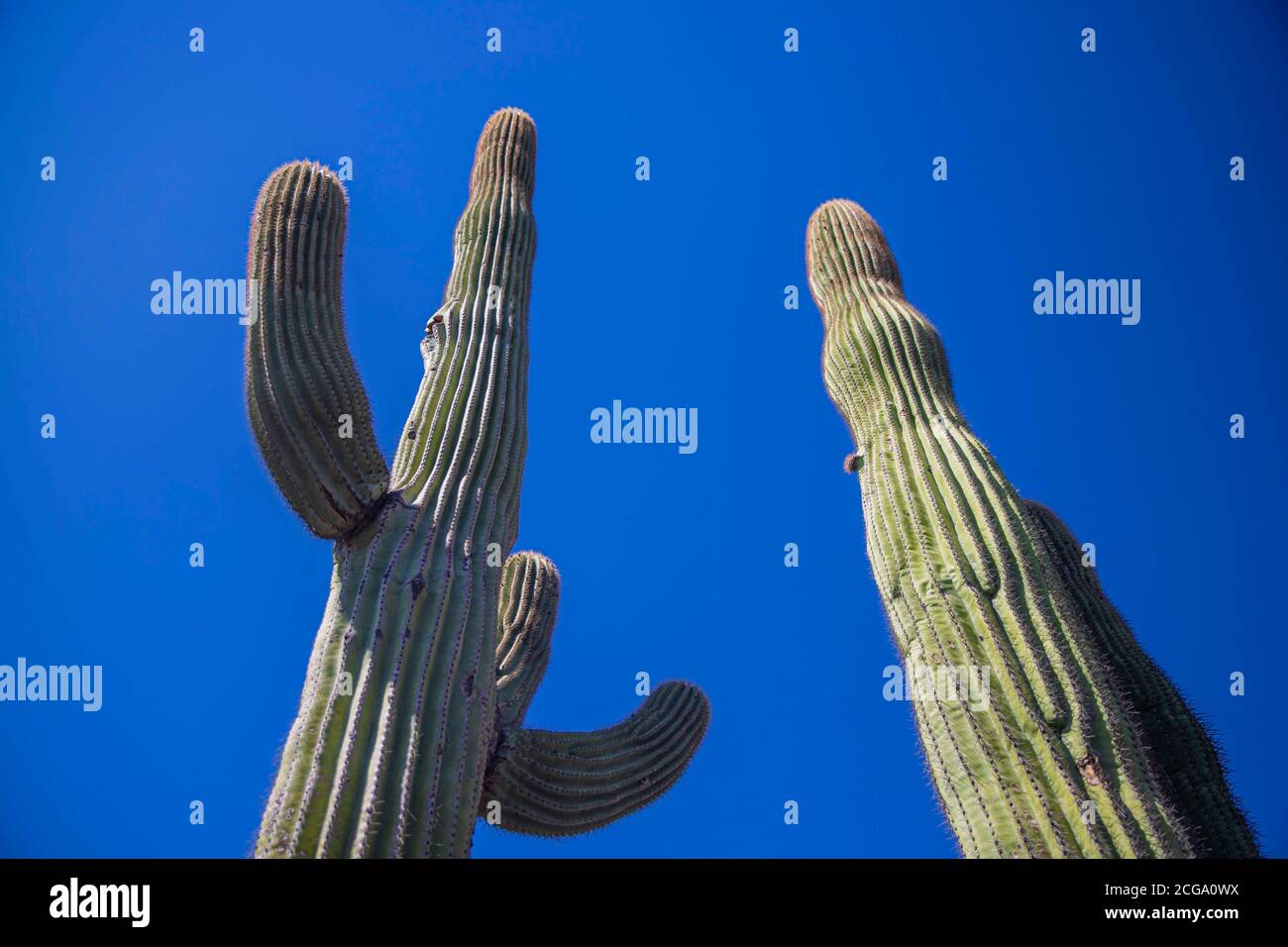 Cactus gigante mexicano, Pachycereus pringlei, cardón gigante mexicano o cactus elefante, especie de cactus nativa del noroeste de México en los estados de Baja California, Baja California Sur y Sonora. Desierto de Sonora en la sierra de la Reserva de la Biosfera el Pinacate y gran Desierto de Altar en Sonora, México. Patrimonio de la Humanidad por la UNESCO. Ecosistema tipico entre la frontera del desierto de Arizona y Sonora. Plantas y vegetación cubierta del desierto. Arido, seco, sequia. Se le ha dado la palabra como cardón, un nombre derivado de la palabra española cardo, que significa 'car Foto de stock