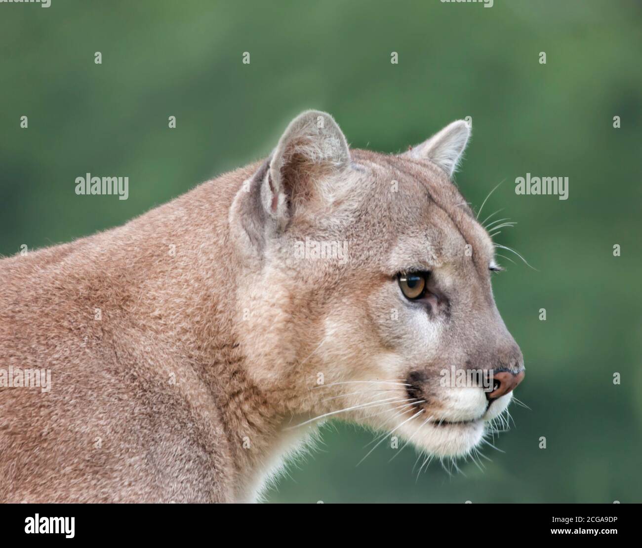 Cougar head fotografías e alta resolución - Alamy