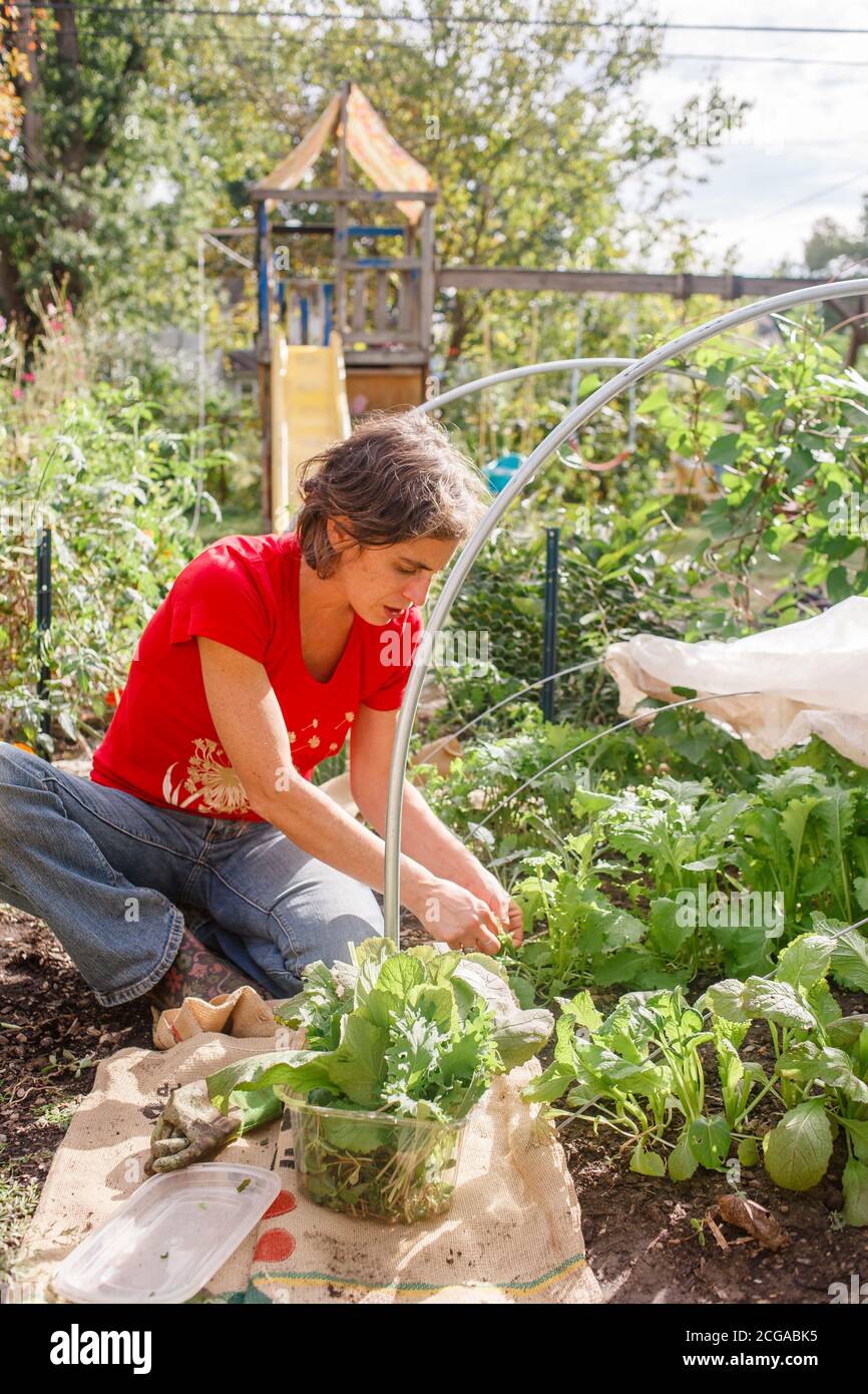 Una mujer recoge los verdes frondosos de su jardín de verduras del patio trasero al sol Foto de stock