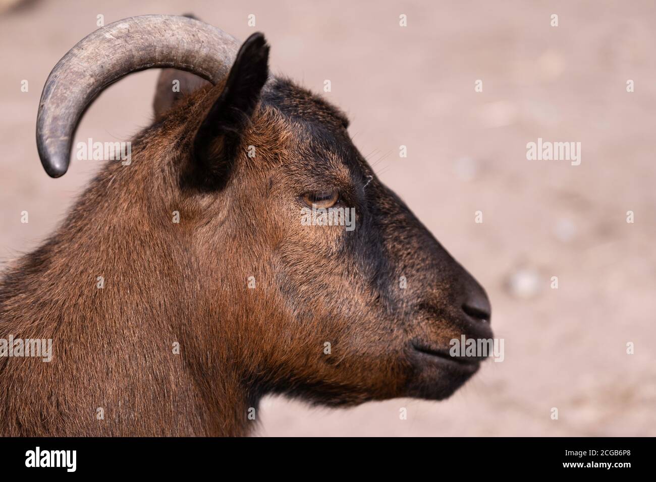 Cabeza de una enana marrón o cabra pigmeo con cuerno en vista lateral. Céntrese en el ojo. Profundidad de campo estrecha Foto de stock