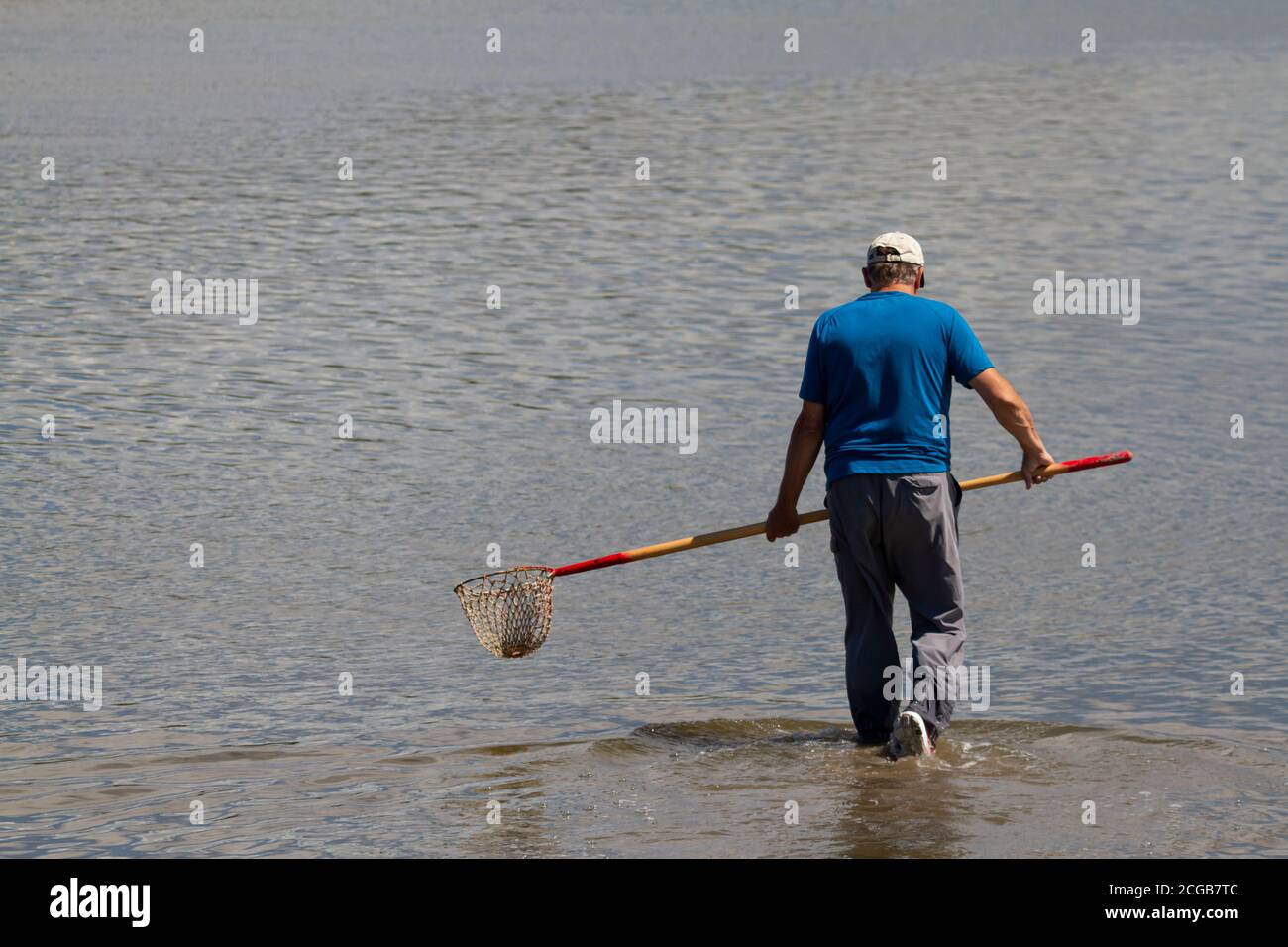 Un hombre caucásico mayor con pantalones resistentes al agua y béisbol hat está caminando en aguas poco profundas en un estuario La bahía de Chesapeake y tratando de Foto de stock
