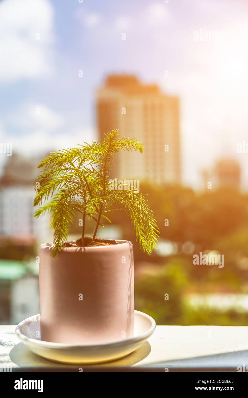 Pequeño árbol verde en las ventanas al sol de la mañana en la ciudad  ocupada que tiene muchos edificios altos. El concepto de energía positiva,  salvando el mundo y Fotografía de stock -