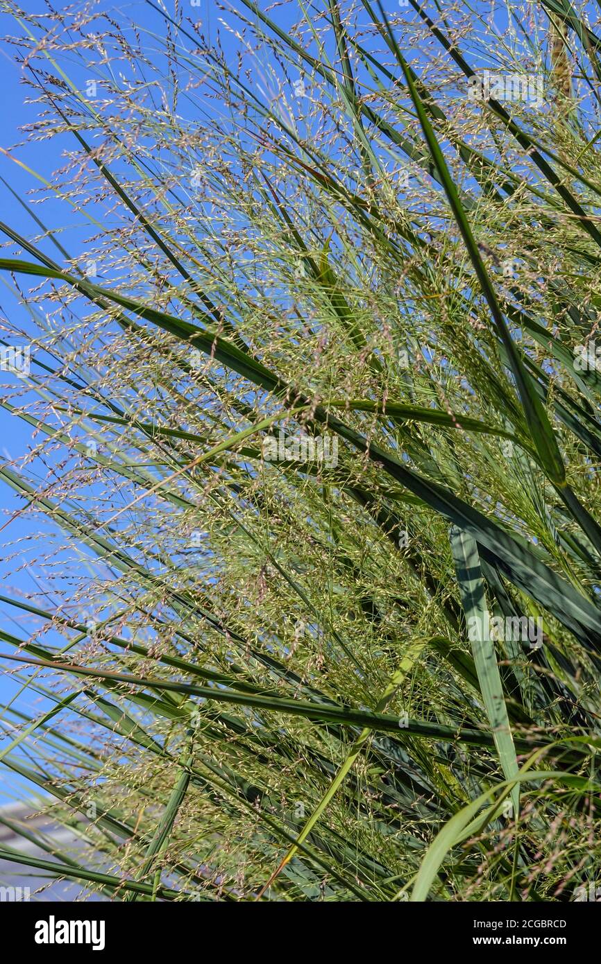 Switch Grass Panicum virgatum 'Nube nueve' Foto de stock