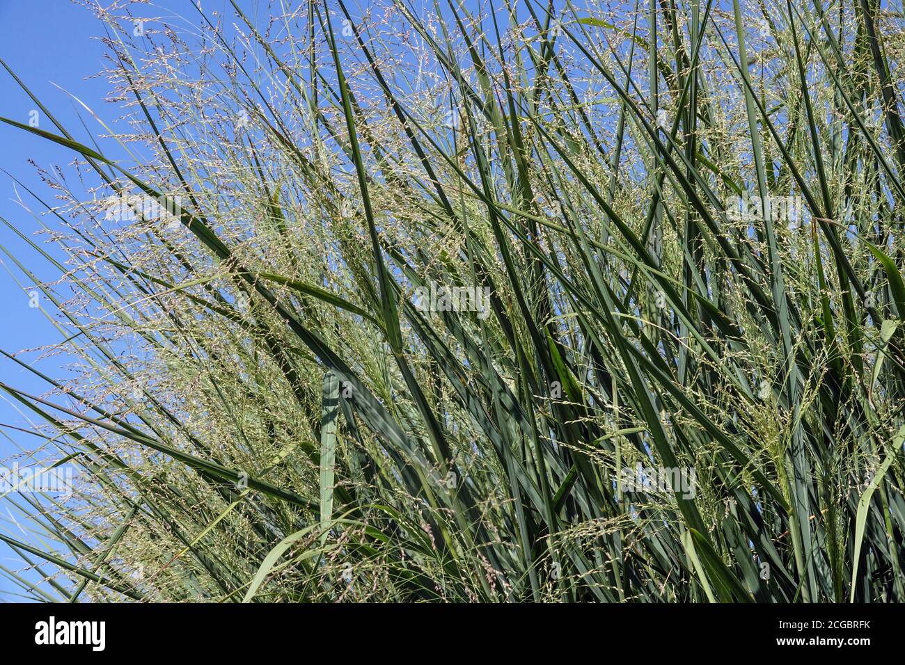 Switch Grass Panicum virgatum 'Nube nueve' Foto de stock