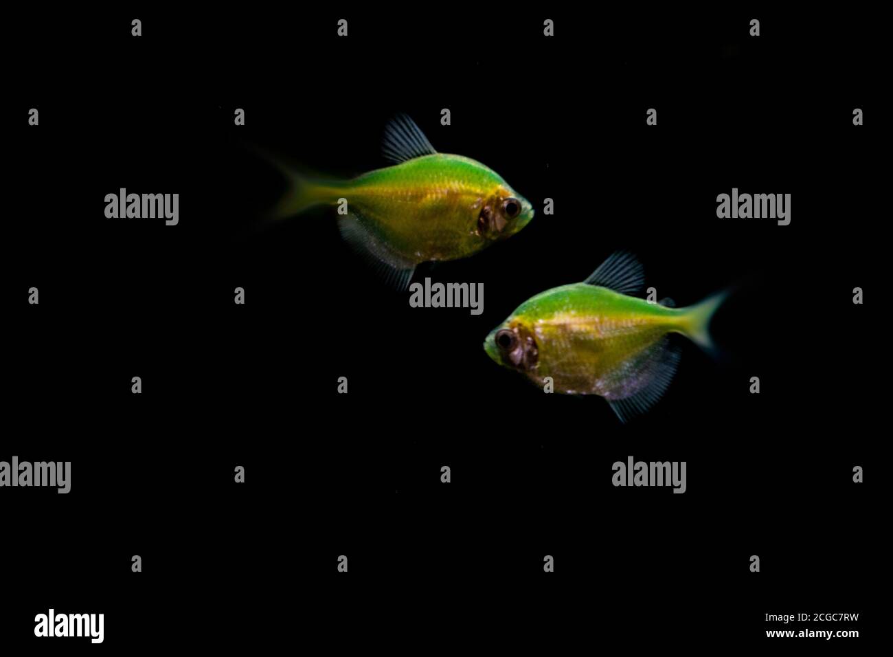 Peces pequeños de color verde-amarillo en el acuario Fotografía de stock -  Alamy