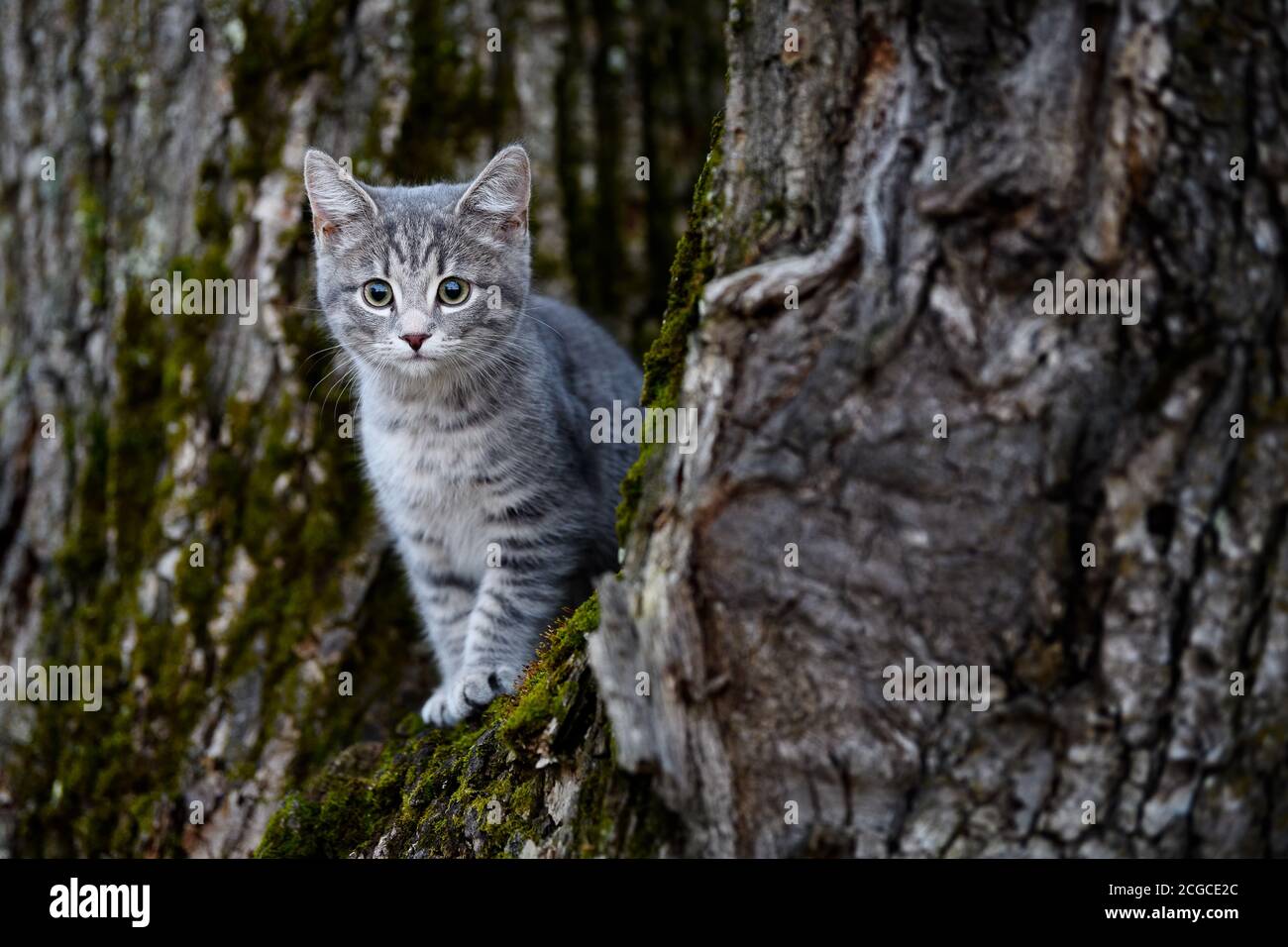 Pequeño gato nórdico, gato, árbol de escalada Fotografía de stock - Alamy