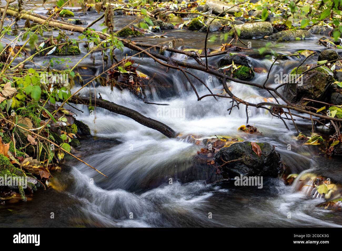 Una cascada de agua en el arroyo de otoño con hojas caídas. Ramas caídas con hojas de color en un río. Foto de stock