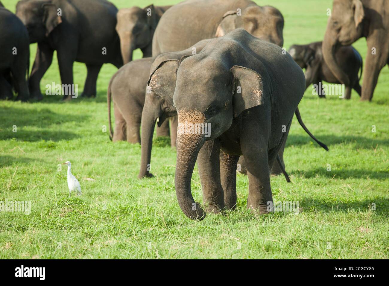 Un elefante joven en una manada de elefante de Sri Lanka (la mayor de las cuatro subespecies del elefante asiático) en el Parque Nacional de Minneriya, Sri Lanka Foto de stock
