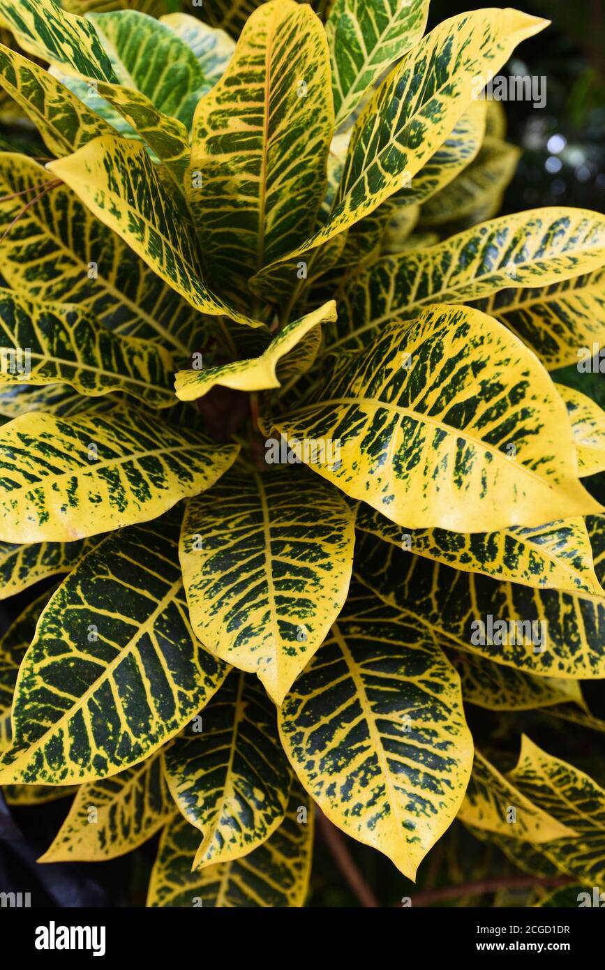 Hojas amarillas patrón verde natural sobre fondo oscuro / Hoja hermosa en  la selva tropical de plantas, hojas de croton Fotografía de stock - Alamy