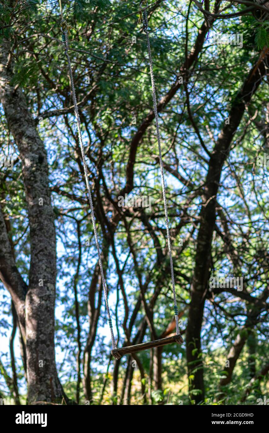 Swing colgando en Acacia árbol en Refoios do Lima, Portugal Foto de stock