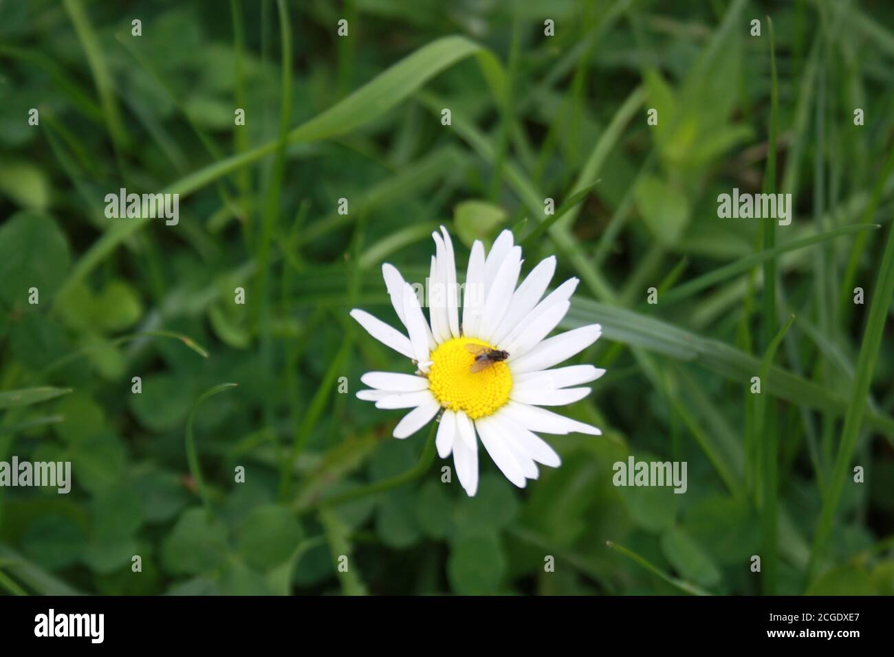 pequeña mosca sentada en la flor de manzanilla Foto de stock