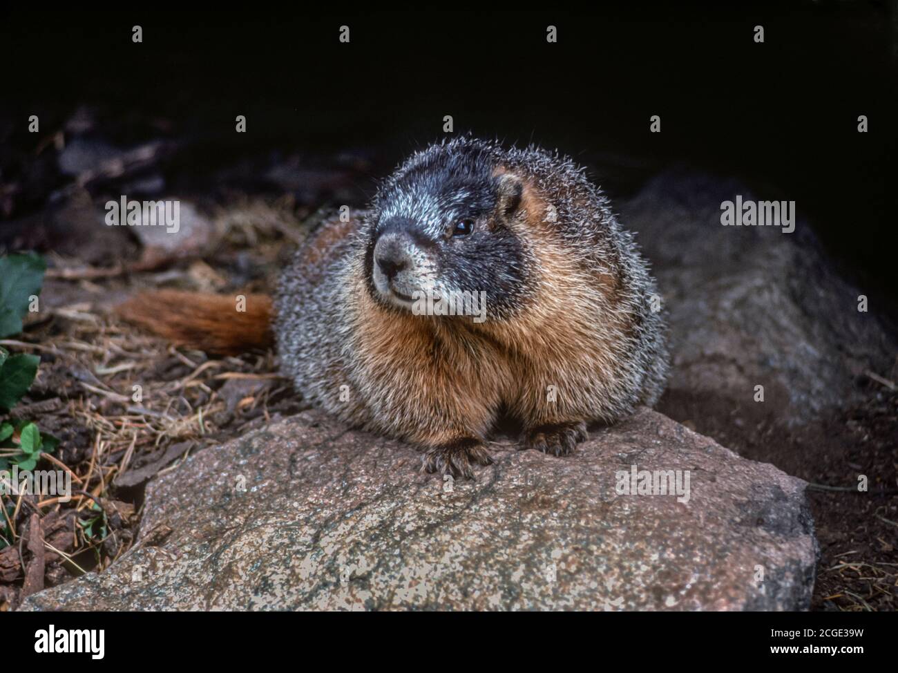 Adulto amarillo Marmota flaviventris (Marmota flaviventris) Parque Nacional de las Montañas Rocosas, Colorado EE.UU. Relacionado con la marmota de Hoary- del noroeste. Foto de stock