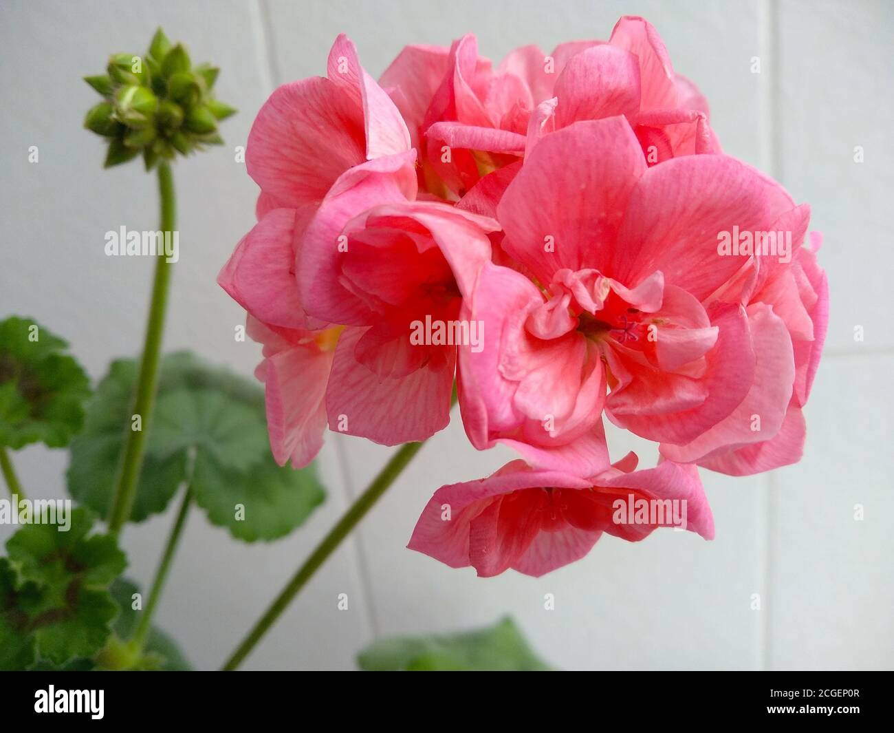 Geranio rosa en un primer plano de maceta de flores. Un ramito de geranios  florecientes. Hogar flor, rosa Fotografía de stock - Alamy