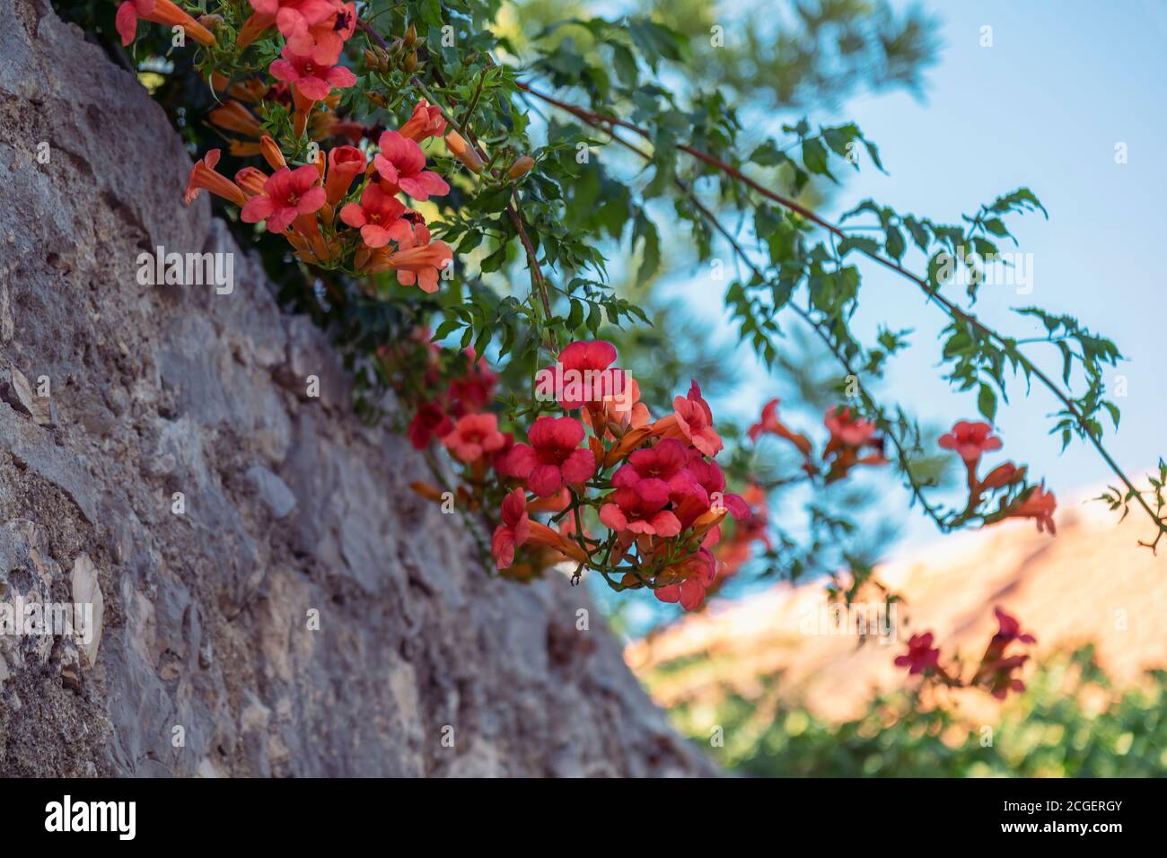 Naranja Campsis radiculans flores sobre pared de piedra, enfoque selectivo. Foto de stock