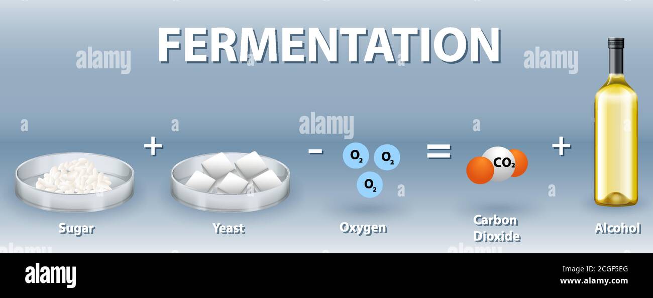  Ilustración de la ecuación química de la fermentación alcohólica Imagen Vector de stock