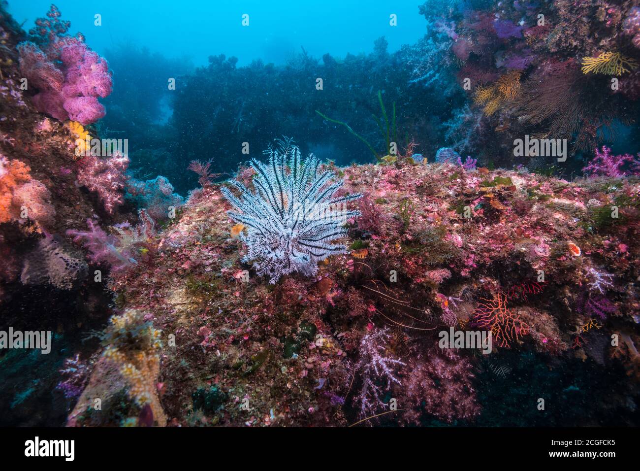 Muchos corales blandos de colores cubren el arrecife artificial de peces (dentro) contra el fondo del agua azul. Foto de stock