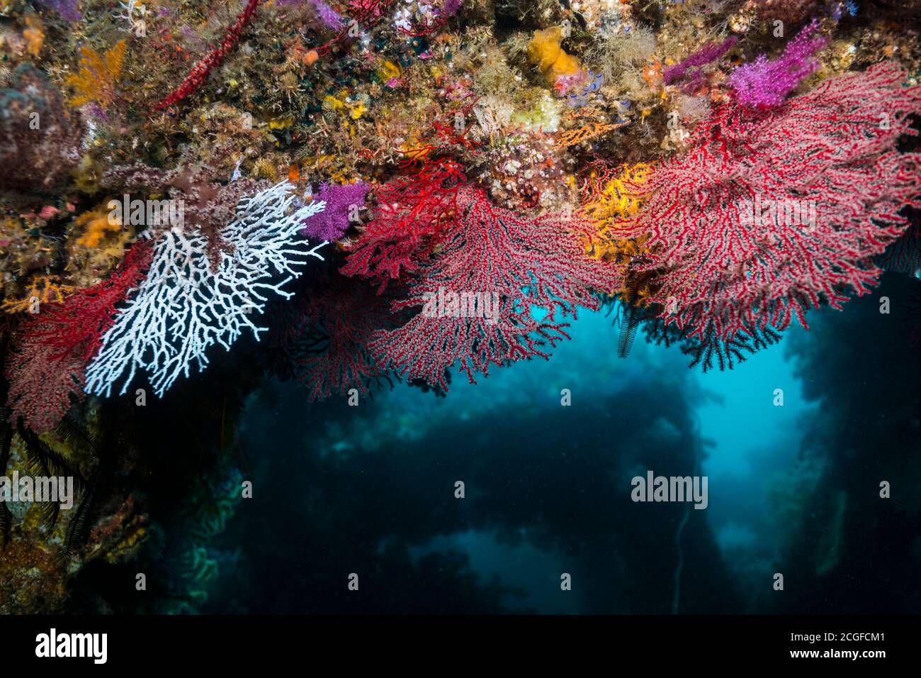Corales fan, Melithaea flabellifera (Kükenthal, 1908), en arrecifes de peces artificiales Foto de stock